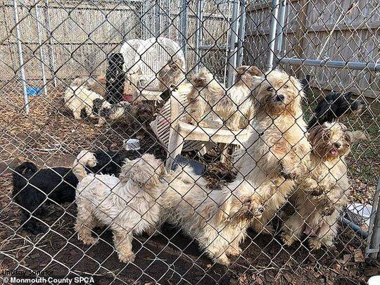 美女子被控虐待动物 警察在其冰柜里搜出44只死狗