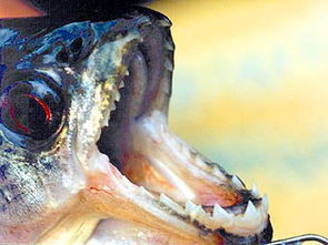 南美洲食人鱼大闹乌克兰水禽被吃人被咬